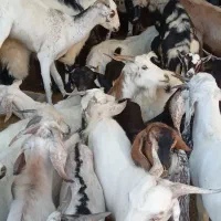 کهره نر و بز با قصابی خود بندرعباس|حیوانات مزرعه|بندرعباس, |دیوار