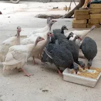 مرغ شاخدار(هشدرخانی)