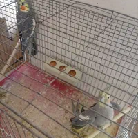 عروس هلندی