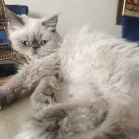 فروش گربه پرشین هیمالین|گربه|تبریز, |دیوار