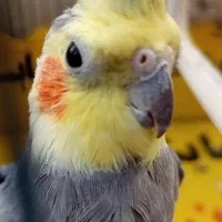 عروس هلندی نر سینامون سخنگو مولد دستی|پرنده|کوهدشت, |دیوار