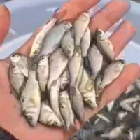 فروش بچه ماهی