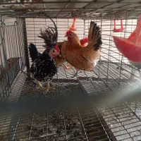 تخم‌ نطفه دارمرغ مینیاتوری|حیوانات مزرعه|پاکدشت, پاکدشت (مامازند)|دیوار