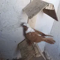 ککیلی معاوضه...