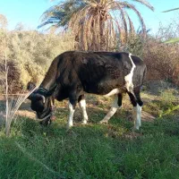 گاو7ماهه آبستن با گوساله نر6ماهه