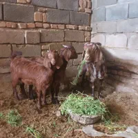 بز و کره (بردسیر)|حیوانات مزرعه|بردسیر, |دیوار