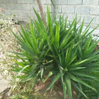فروش درخت یوکا|گل و گیاه طبیعی|رودسر, |دیوار