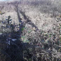 زمین-1380-متر-مسکونی-روستایی