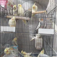 پرنده
