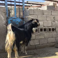 پازن چرمه سفید