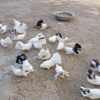 کبوتر زینتی دم چتری کاکلی پرپا گردن لرزون اصل|پرنده|ابهر, |دیوار