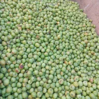 فروش فله ای سیب سبز|خوردنی و آشامیدنی|شبستر, |دیوار