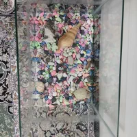 آکواریم ماهی|ماهی|الوند, |دیوار