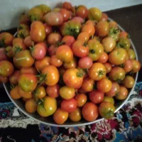 تماته کوردی