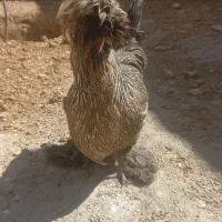 مرغ سلطان تخمگذار کاملا سالم