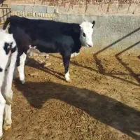 گاو و گوساله|حیوانات مزرعه|رشتخوار, |دیوار