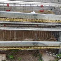 قفس جوجه و بلدرچین|لوازم جانبی حیوانات|چمستان, |دیوار