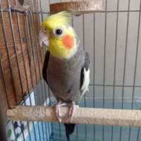 عروس هلندی نر مخصوص جوجه گیری