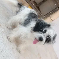 سگ پاپی|سگ|خمینی‌شهر, |دیوار