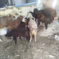 بره|حیوانات مزرعه|خوش‌رودپی, |دیوار