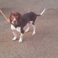 سگ دنبلانی حرفه ای