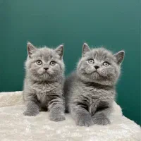 بریتیش بلو صورت خرسی