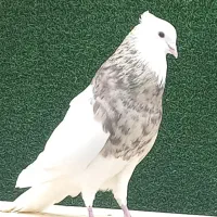 کبوترطوقی الماسی