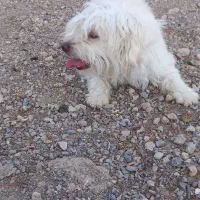 سگ پاکوتاه شیتزو