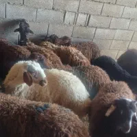 بره‌نر‌افشاری‌‌ریز