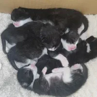 واگذاری گربه