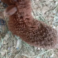 کوت عبدالله خیابان ۴