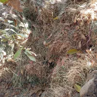 علف خشک بسته بندی شده|عمده‌فروشی|تربت جام, شهید غلام زاده|دیوار