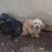 سگ تریر|سگ|تهران, منیریه|دیوار