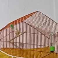 قناری|پرنده|بندر ماهشهر, |دیوار