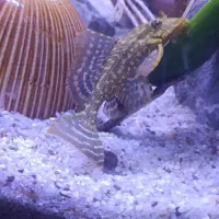 لجن خوار اسپورت|ماهی|کرمان, |دیوار