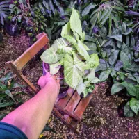 گل و گیاه سینگنیوم سبز|گل و گیاه طبیعی|اهواز, پادادشهر|دیوار