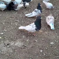 چند جفت کبوتر فروشی|پرنده|جیرفت, |دیوار