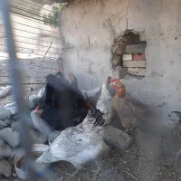 مرغ و خروس|حیوانات مزرعه|کرج, شهرک نهال و بذر|دیوار