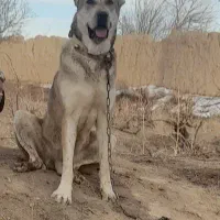 سگ سراب افغان