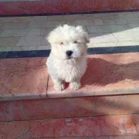 سگ نژاد انگلیسی