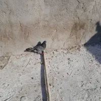 کفتر کله سبز