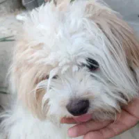 سگم|حیوانات|جم, |دیوار