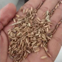 شلتوک بزری درجه یک