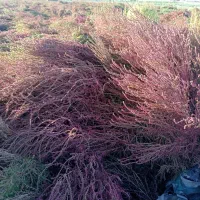 جارو. محلی. شهرداری|لوازم نظافت|سبزوار, قصبه غربی|دیوار