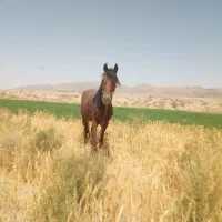 اسب گله ای