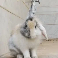 خرگوش نژاد لوپ|موش و خرگوش|قم, باجک سه|دیوار