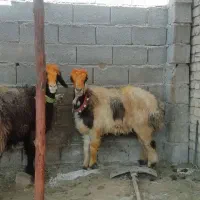 فروش میش بره کهره بز شیشک بختیاری شهر کردی|حیوانات مزرعه|کوار, |دیوار