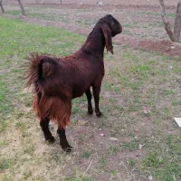 بزغاله نر کل تخمی مناسب داشت وتخم