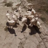فروش بوقلمون سفید گوشی
