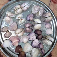 صدف دریایی
